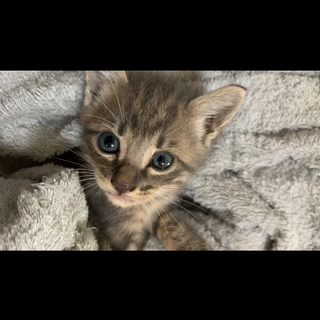 生後1ヶ月　グレーのおとなしい子猫です