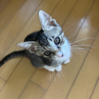 キジ白♂ベイル900g