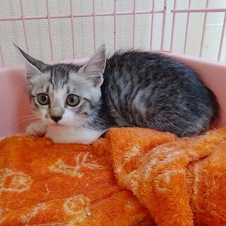 クレーの毛並みがとても綺麗な仲良し姉妹です