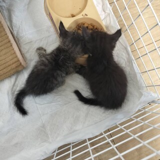 生後2ヶ月程度の子猫ちゃんです。多分メスです。