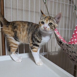 スリスリが止まらない人慣れした三毛猫姉妹です