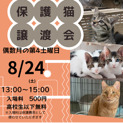ねこの譲渡会@大阪市城東区
