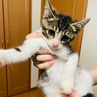 里親決定！シャロくん　