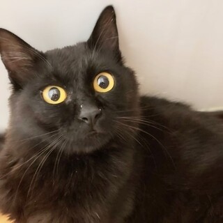 長毛で真っ黒の男の子  えんくん