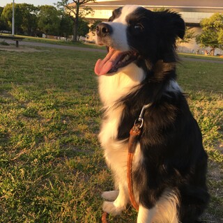 ボーダーコリー５歳女の子