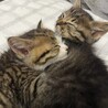 人懐っこい黒キジちゃんの子猫　オス サムネイル3