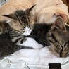 人懐っこい黒キジちゃんの子猫　オス サムネイル4