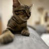 人懐っこい黒キジちゃんの子猫　オス サムネイル5