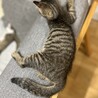 人懐っこい黒キジちゃんの子猫　オス サムネイル6