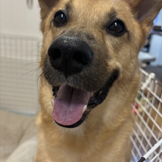 穏やかでいい子です。幸せにしてください