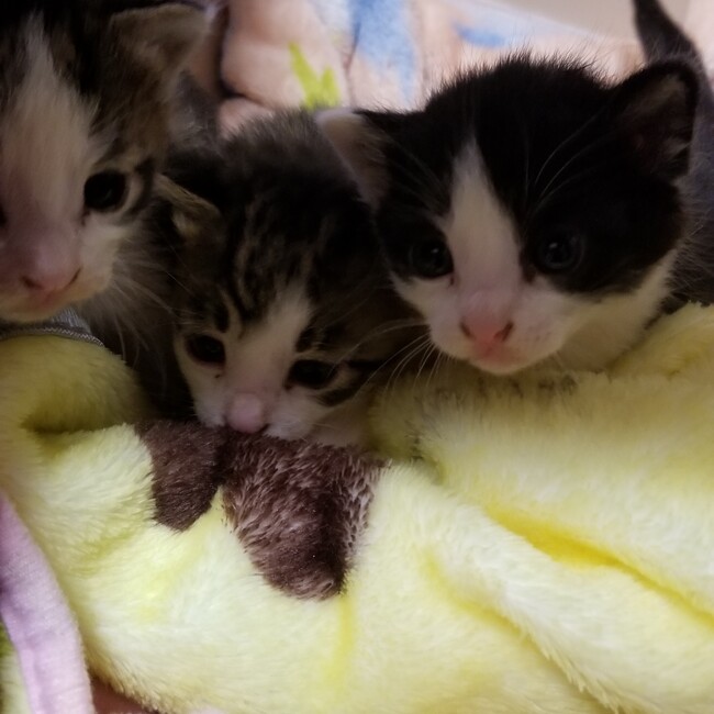 ぱな保護猫活動のカバー写真