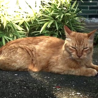 控えめなキナモコくん