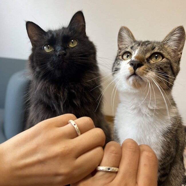 あずまるやまとのカバー写真