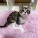 三毛猫パフィちゃん