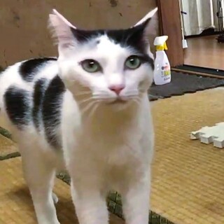 控えめなシロクロくん