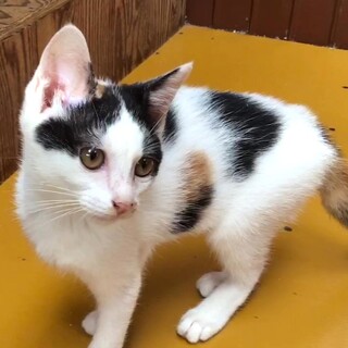 活発で人懐っこい三毛ちゃん