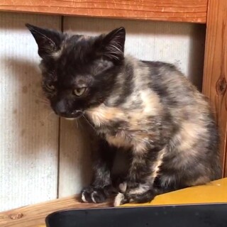 控えめで食欲旺盛のサビ黒ちゃん