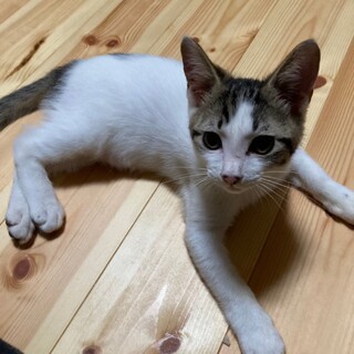 ありがとうございました★可愛い雉白ハオリくん