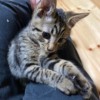 ありがとうございました★甘えん坊のイオリくん