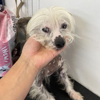 チャイクレ ヘアレス