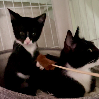 優しいメス猫。美猫のお母さん似。