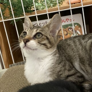 とっても落ち着いてるきじしろちゃん　3ヶ月