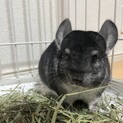 チンチラ スタンダードグレー 男の子