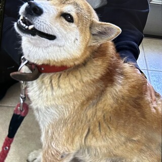 柴犬　男の子　7歳