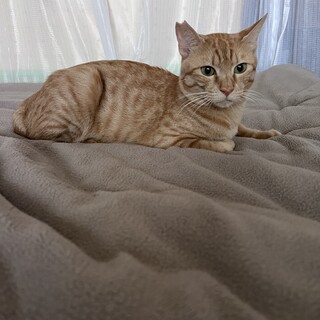 ちゃみくん　茶トラの1歳くらいの男の子