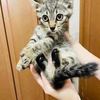 里親決定！チョコくん