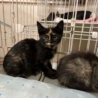 里親決定！ラテちゃん