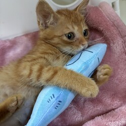 ごんまるキャット猫の譲渡会 サムネイル2