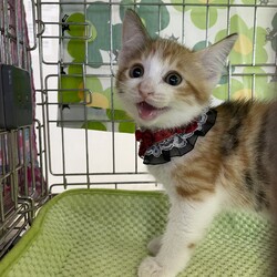 ごんまるキャット猫の譲渡会 サムネイル3