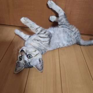 シャーからの甘えん坊