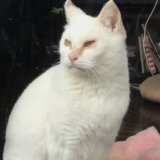 とても人懐っこい白猫みーちゃん