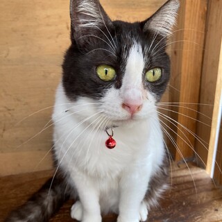 母猫そっくり美人顔の八割れちゃん