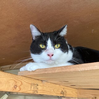 きれいな八割れ八ちゃん