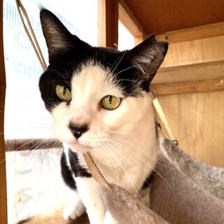 シャイで大人しめの鼻黒ちゃん