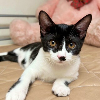 トライアル中『スミレちゃん』