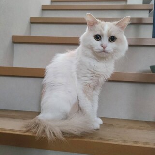長毛ふわふわのみーくん