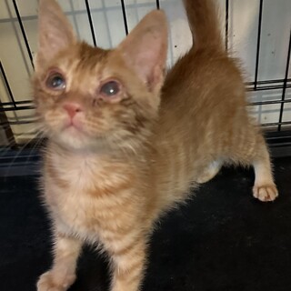 猫風邪とお目々の治療を頑張った子猫