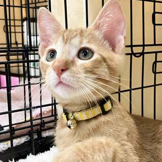 募集停止おおらかな性格じんべえ