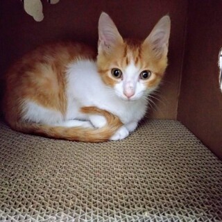 ちゃしろこねこ男の子