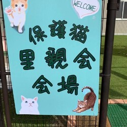保護猫の里親会(譲渡会)in津市 サムネイル2