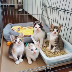 保護猫の里親会(譲渡会)in津市 サムネイル3