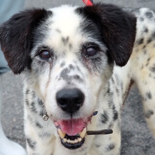 【急募！】斑模様がユニークでカッコいいエドくん