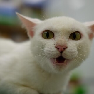 大怪我をのりこえた美白猫のもめんちゃん