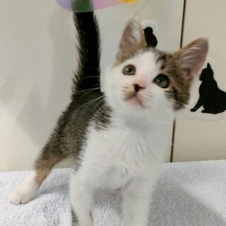 めちゃくちゃ可愛い白キジ女の子　こねこ