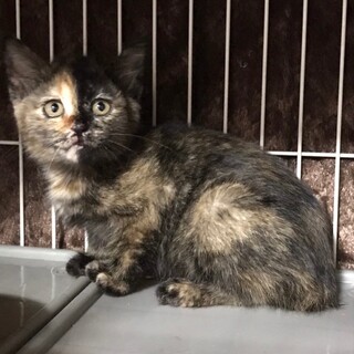 キュートなサビ子猫女の子