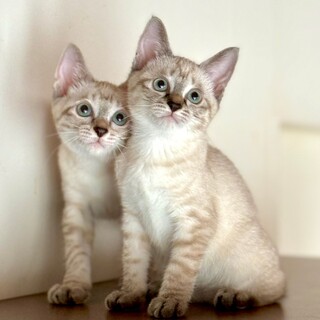 【8/4芝浦】すくすく成長中☆美猫シャム兄妹